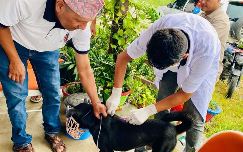 बिर्तामोडमा रेविज खोप कार्यक्रम सुरु