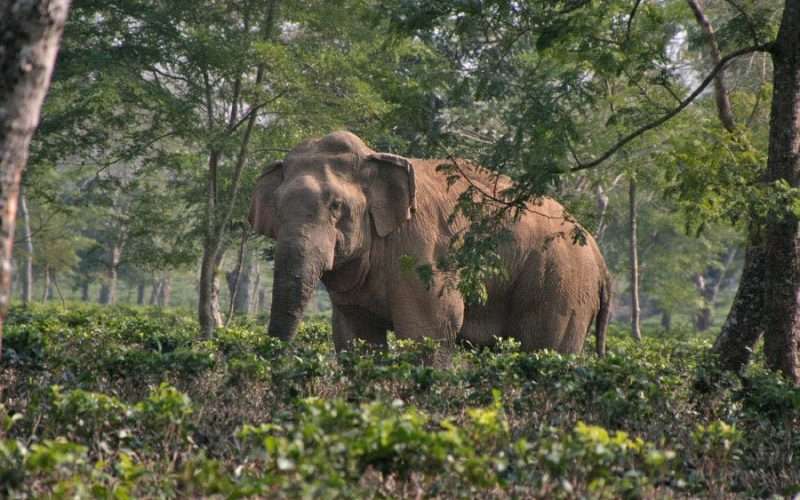 बर्दियामा हात्तीको आक्रमणबाट एक जनाको मृत्यु ।